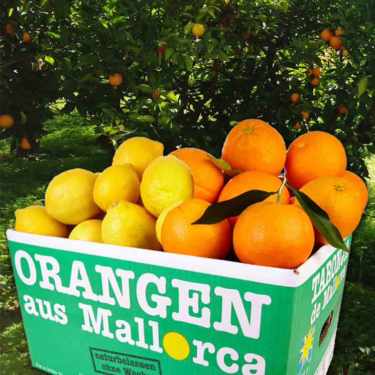 Orangen und Zitronen Abo 8 x 10kg Kiste
