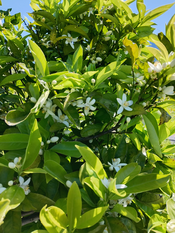 Der Duft der Orangenblüten füllt das ganze Tal