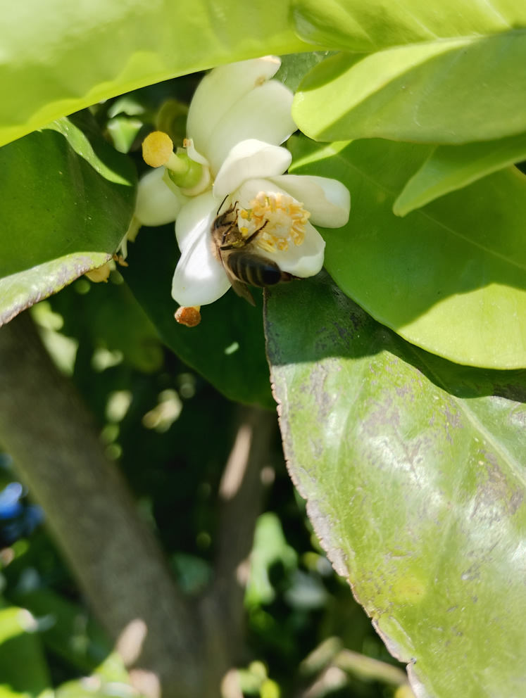 Fleißige Bienchen machen ihre Arbeit