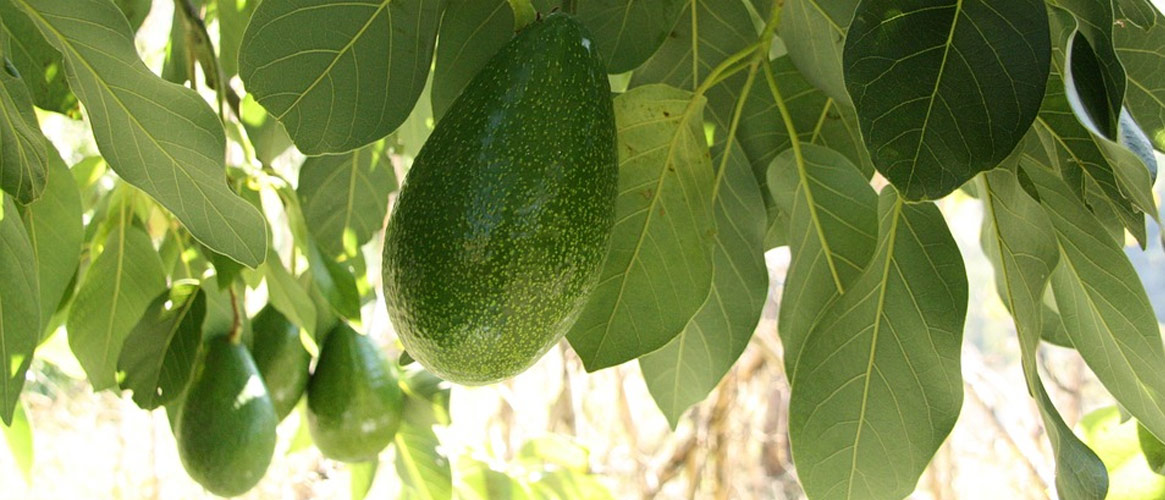 Avocados aus Sóller/Mallorca 1kg