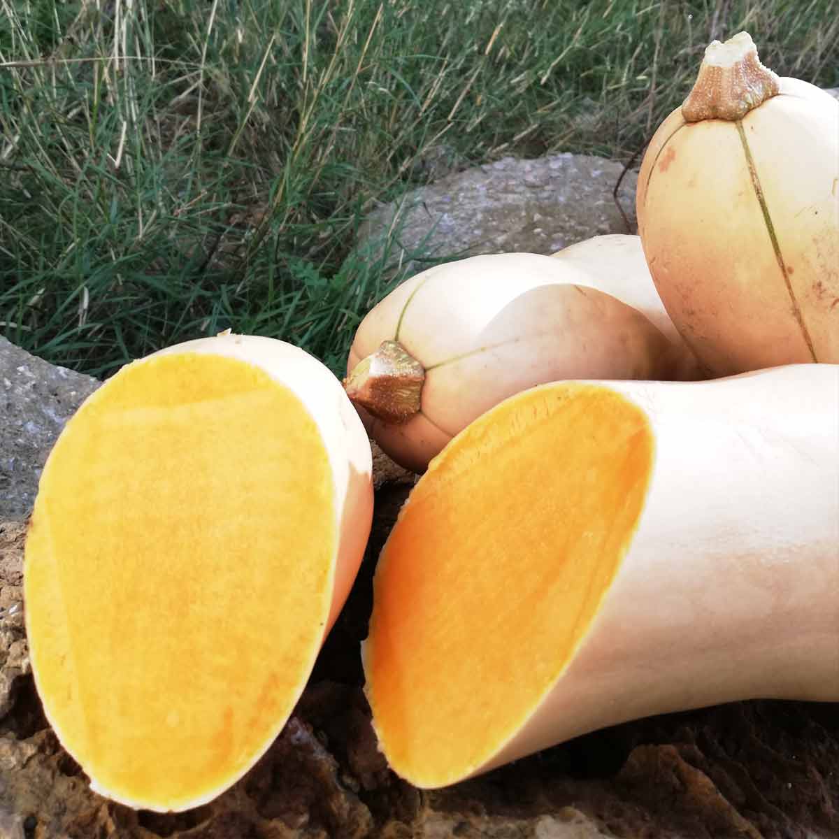 Citrouille au beurre - calabaza