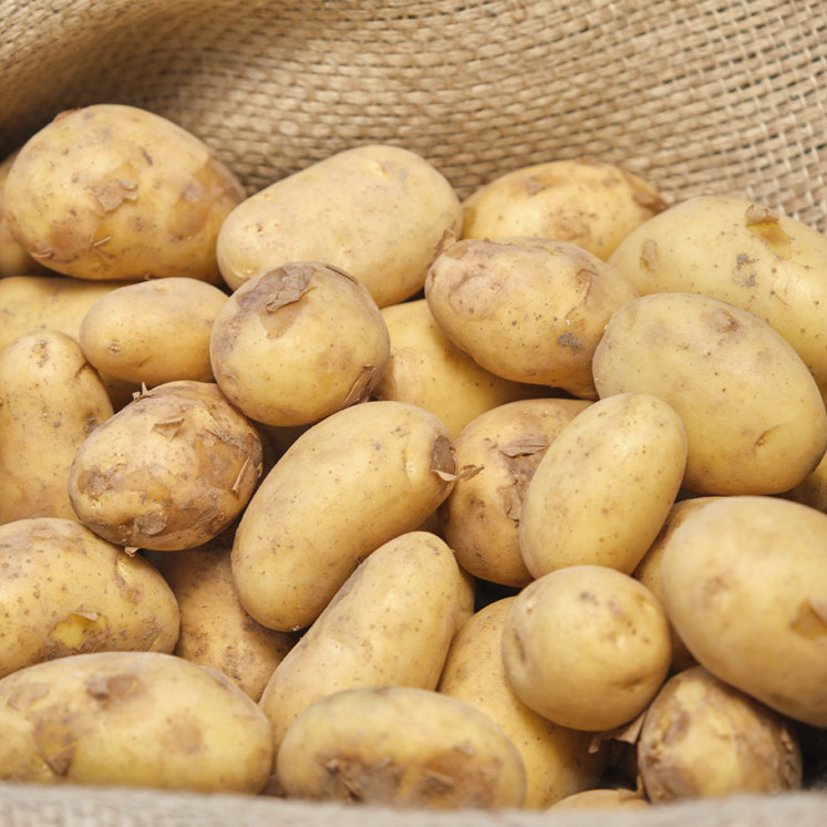 Freshly harvested mini potatoes from Mallorca