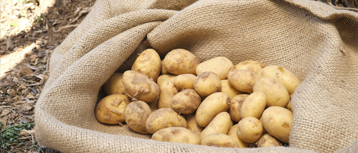 Freshly harvested mini potatoes from Mallorca