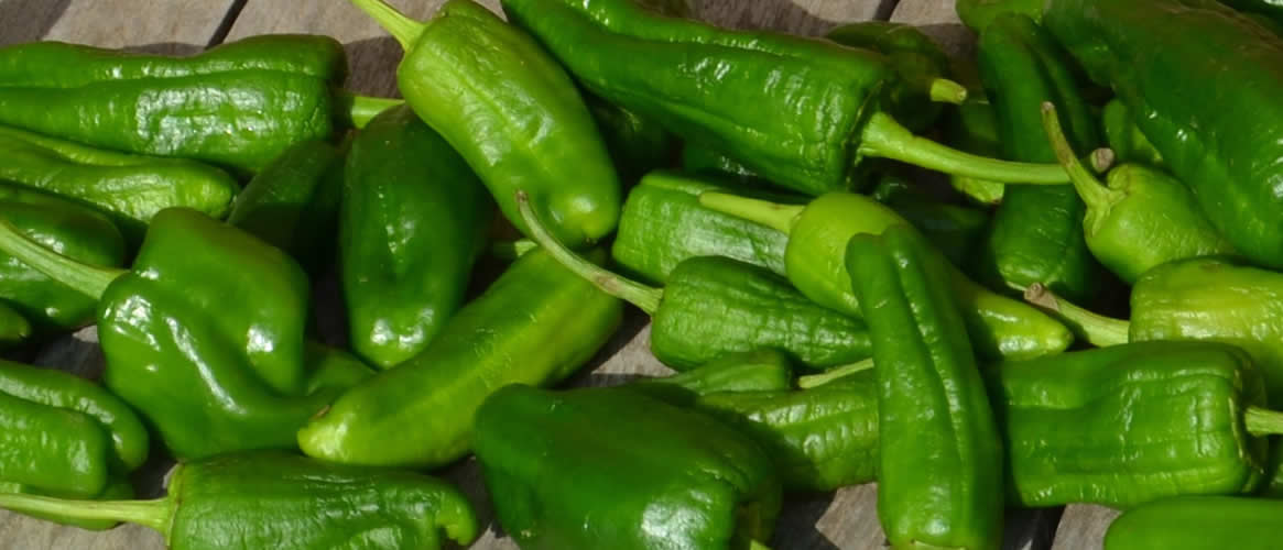 Pimientos de padrón small peppers