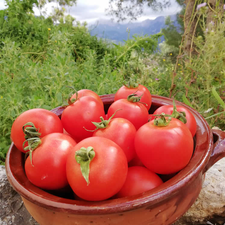 Tomates Bola