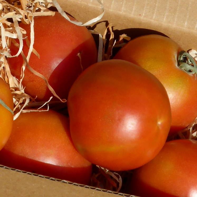 Ramallet tomatoes