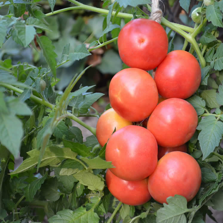 Tomates de ramallet tressées sur une corde