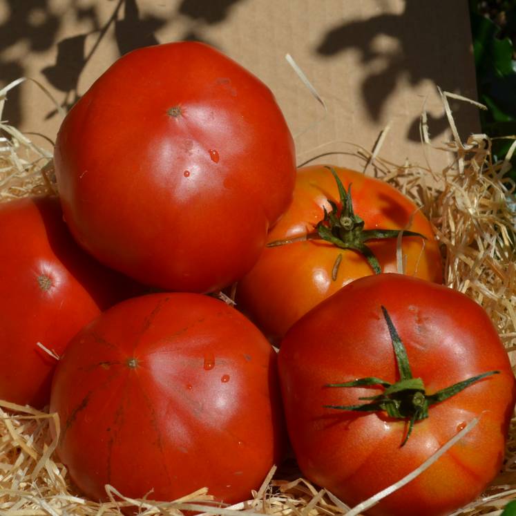 Tomates charnues Raf