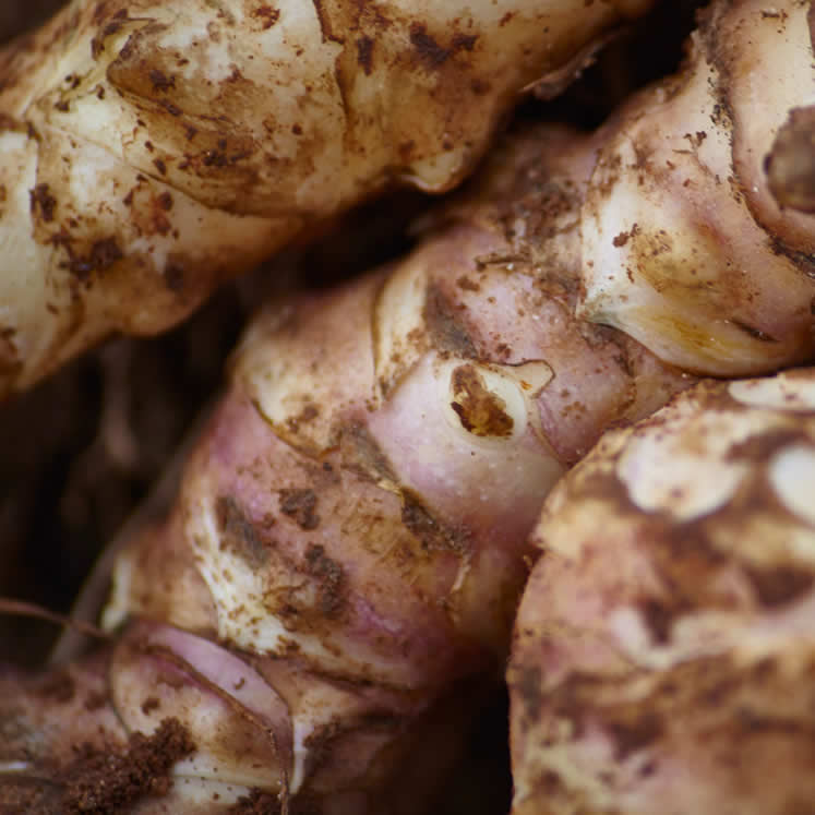 Jerusalem artichoke