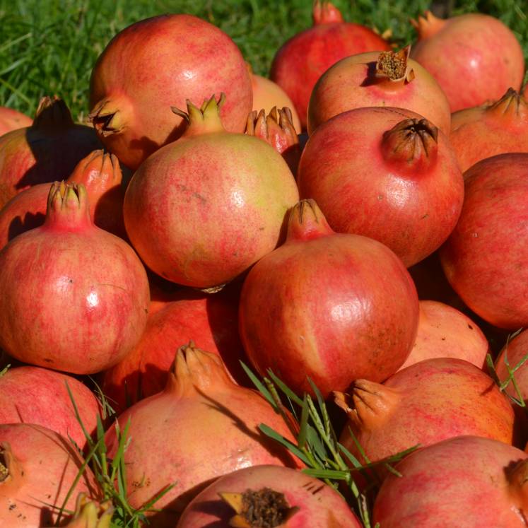 Granatapfel 1kg