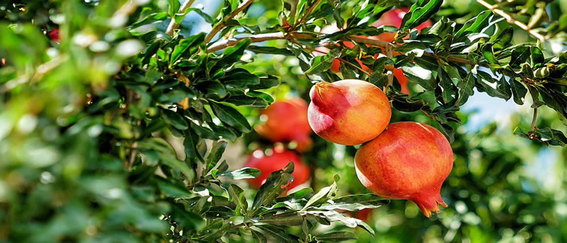 Granatapfel 1kg