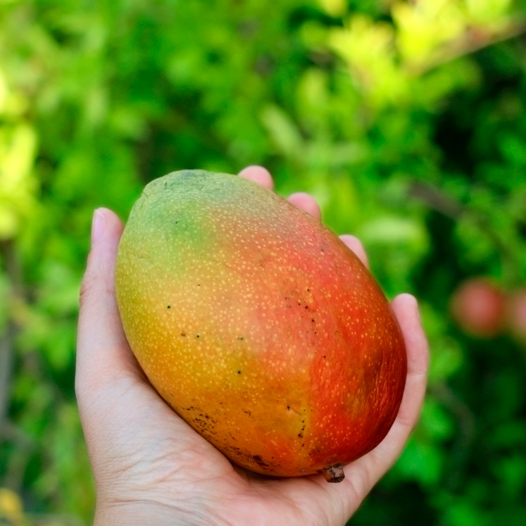 Mango aus Spanien 1kg