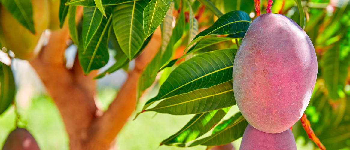 Mango aus Spanien 1kg