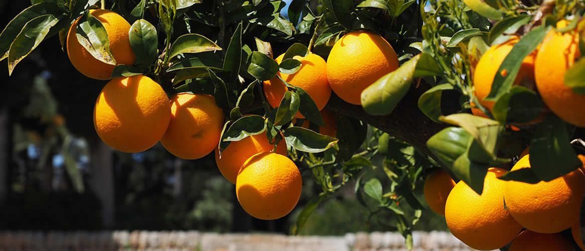 Früchte und Gemüse aus Mallorca online bestellen & liefern lassen