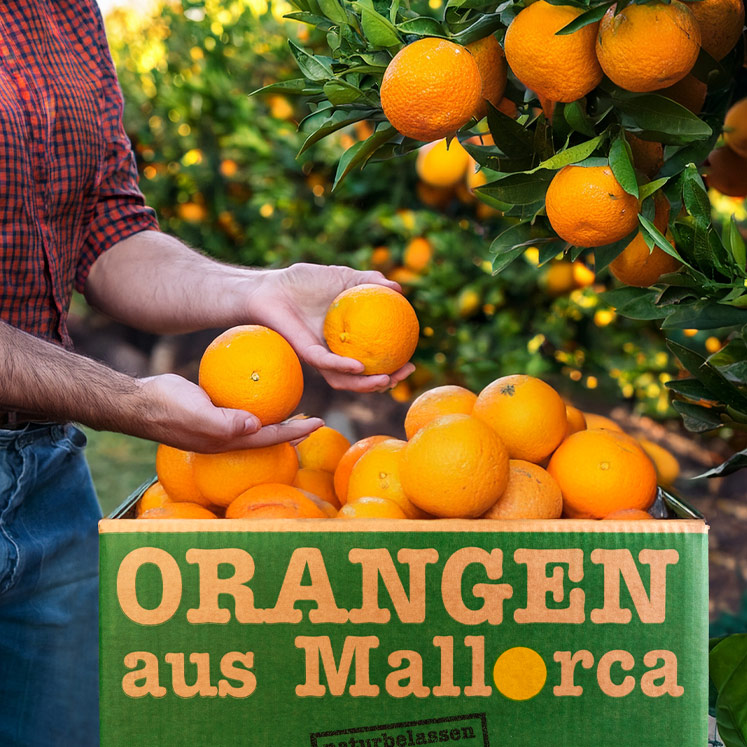 Orangen Abo 4 x 10kg Kiste - Lieferung ab 4.11.