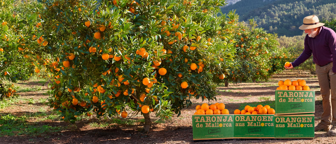 Orangen Abo 4 x 10kg Kiste - Lieferung ab 4.11.