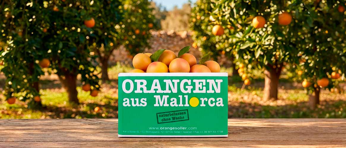 Grapefruits aus Sóller / Mallorca naturbelassen 10kg