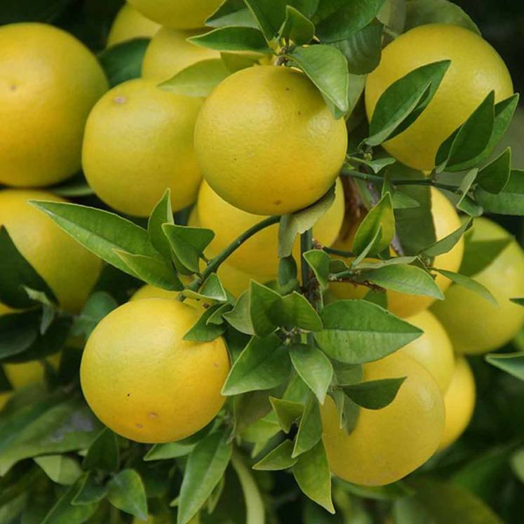 Pomelos 2kg