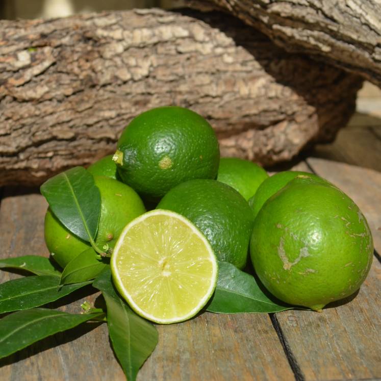 Limetten aus Mallorca 800g