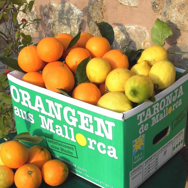 1kg Orangen aus Mallorca/ Spanien online bestellen liefern lassen