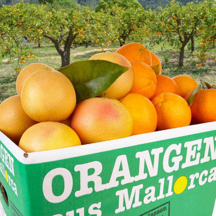 Cagette mixte d'oranges et pamplemousses 10kg