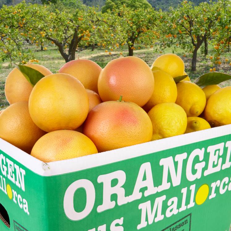 Mixed box grapefruits and lemons 10kg