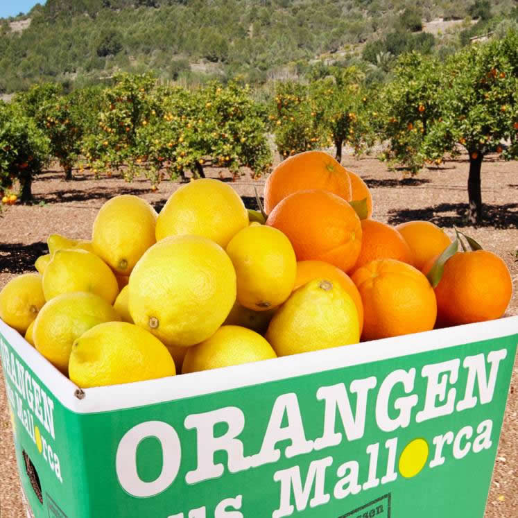 Mixed box Peret oranges and lemons 10kg