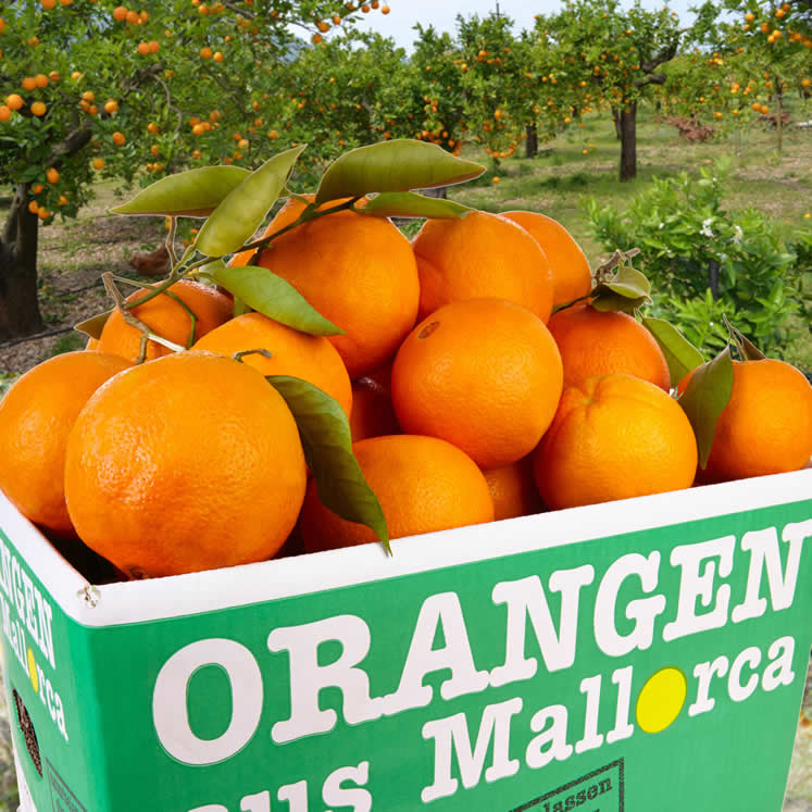 Orangen aus Mallorca 10kg Kiste