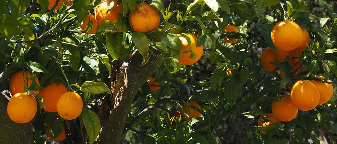 Navel Late Speiseorangen aus Sóller Mallorca 10kg Kiste