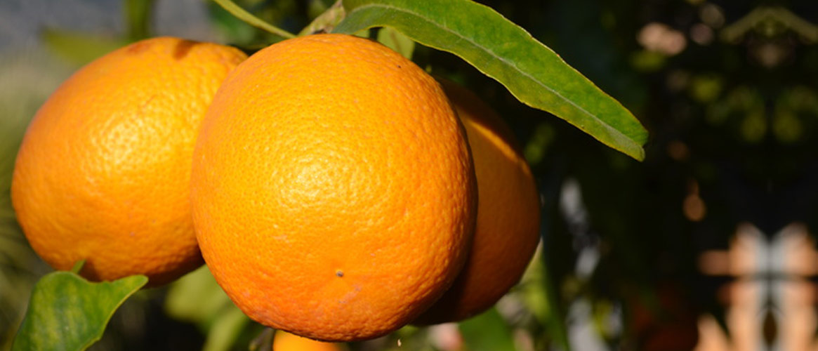 Peret oranges 1kg