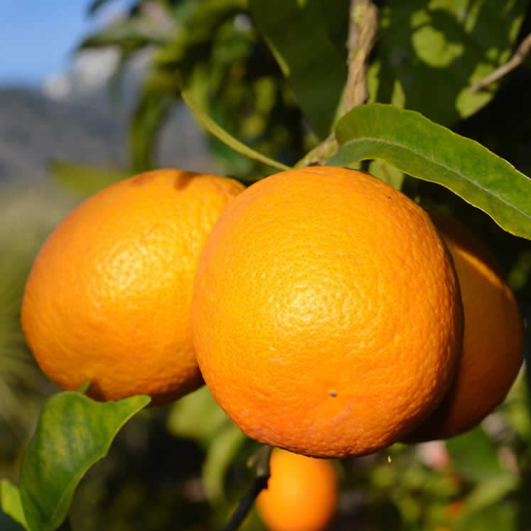 Peret Orange Sóller 10kg Kiste