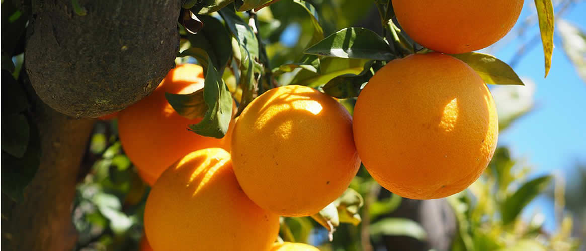 Orangen Valencia Late aus Sóller  naturbelassen 10kg Kiste