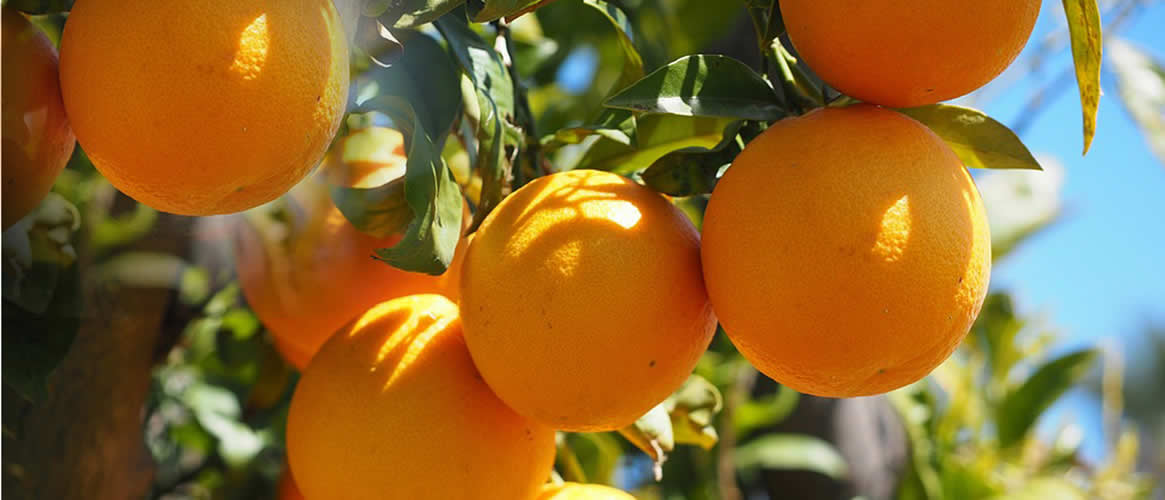 Orangen Valencia Late aus Sóller  naturbelassen 10kg Kiste