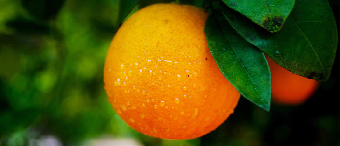 Oranges Canoneta 1kg