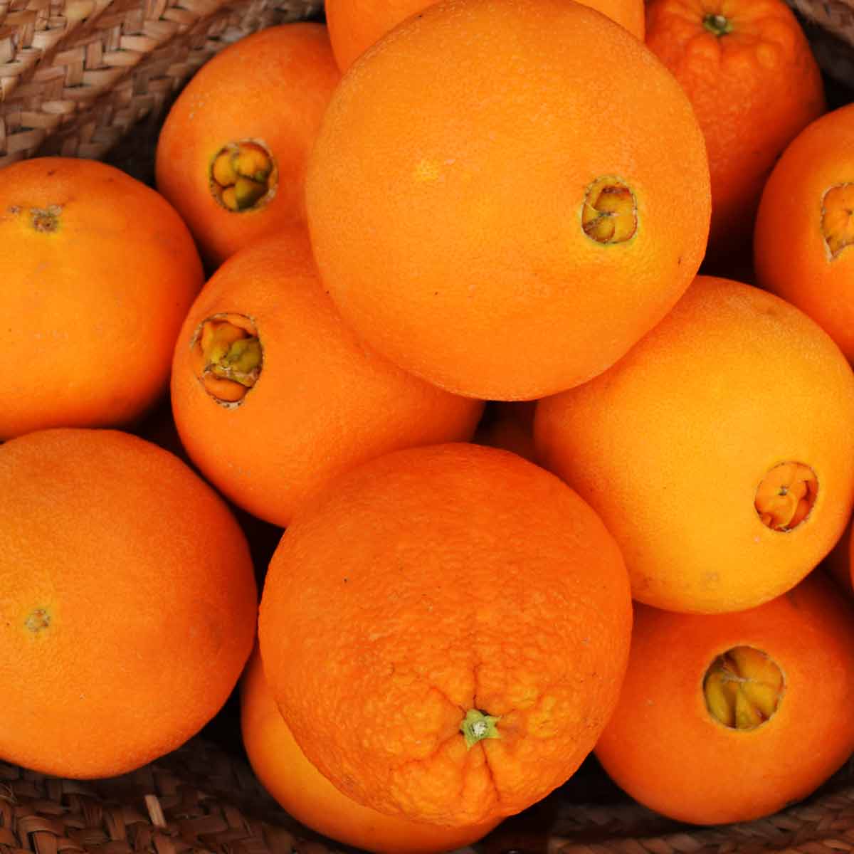 Navel Orangen aus Mallorca 10kg Kiste