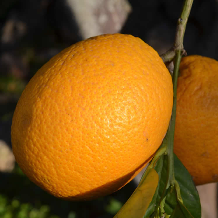 Peret Orange Sóller 1kg