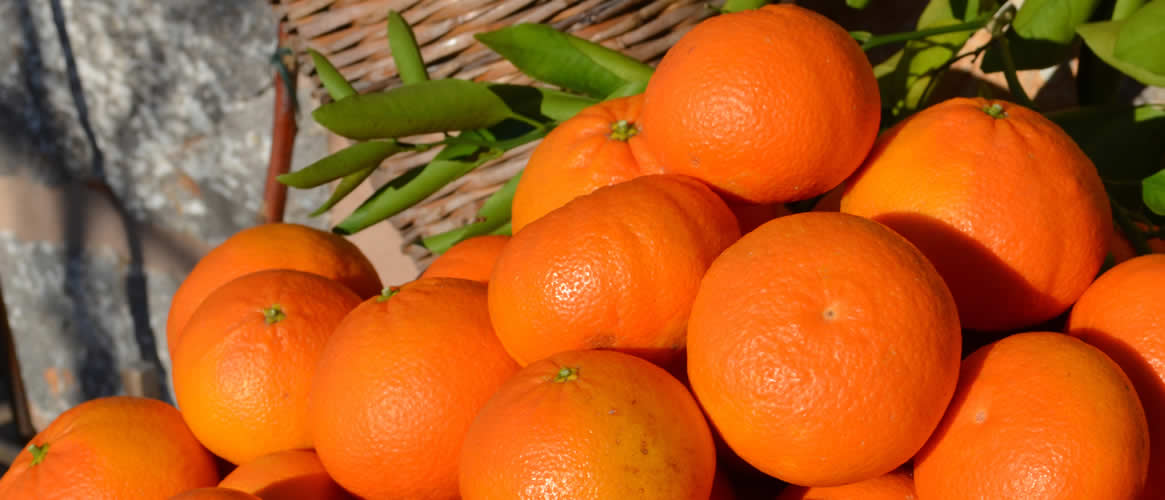Oranges Ortanique cagette 10 kg
