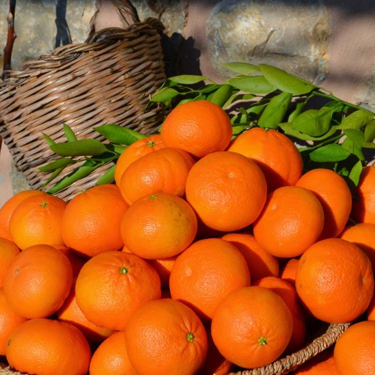 Oranges Ortanique 1kg