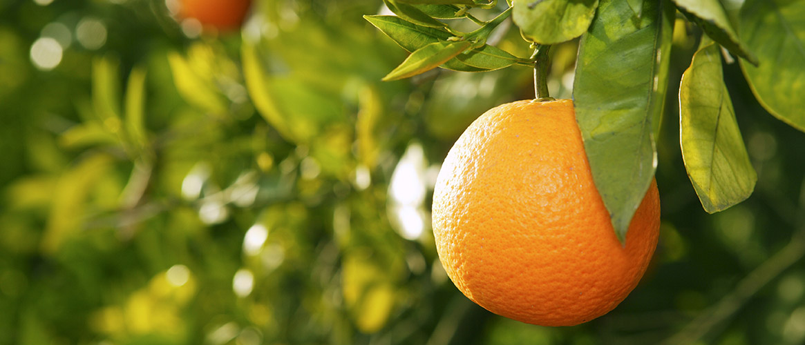 Navelina Orangen aus Mallorca 10kg (Vorbestellung: 1. Auslieferung ca. 6.Nov.)
