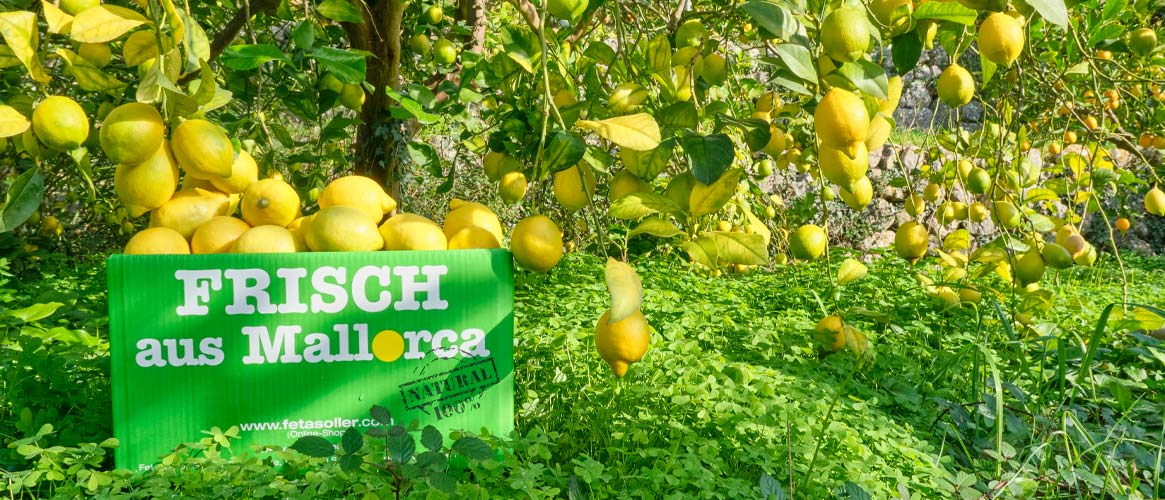 Lemons from Mallorca – Natural 5kg Box