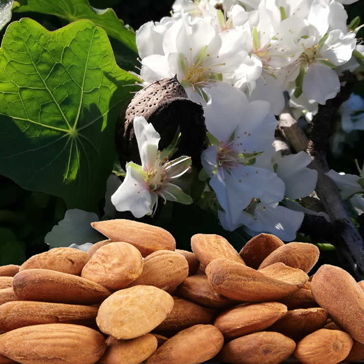 Bonany raw unpealed almonds 500g