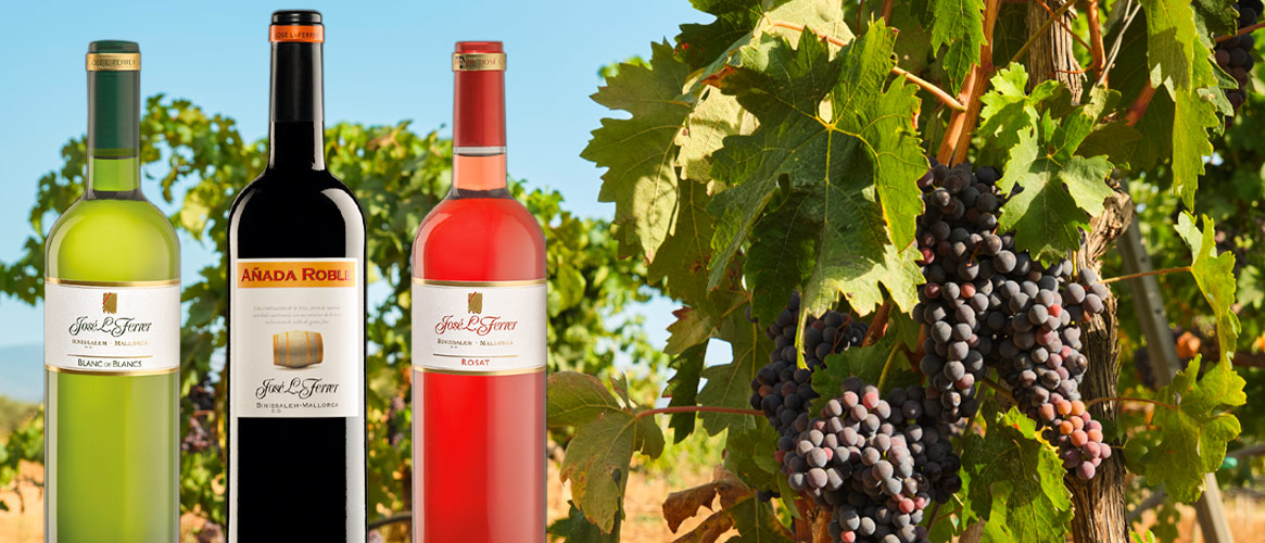 Sommer Paket 12 x Wein der Bodegas Ferrer