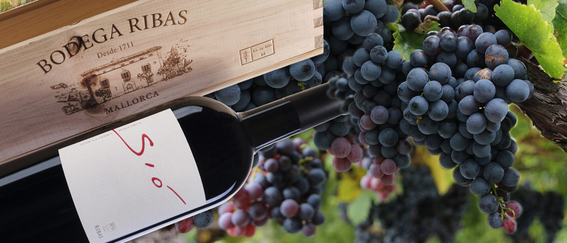 Bodega Ribas Sió organic red wine magnum 1,5L