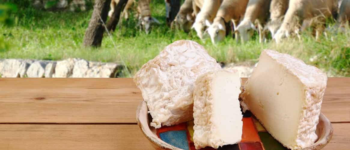 Son Cánaves organic young sheep cheese