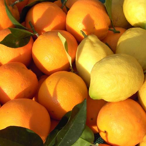 Naranjas y limones