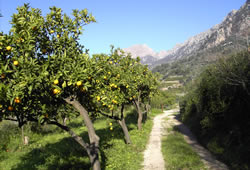 The valley of Sóller offers many footpaths and travelling routes