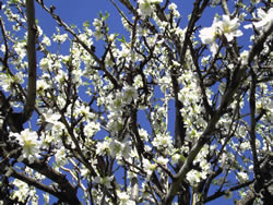 Die Mandelblüte findet von Januar bis März statt The almond blossom takes place from January to March