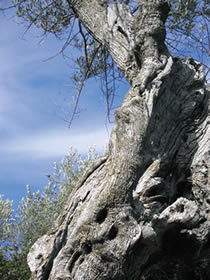 ancient olive tree