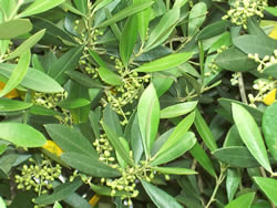 Growth beginning of the olives