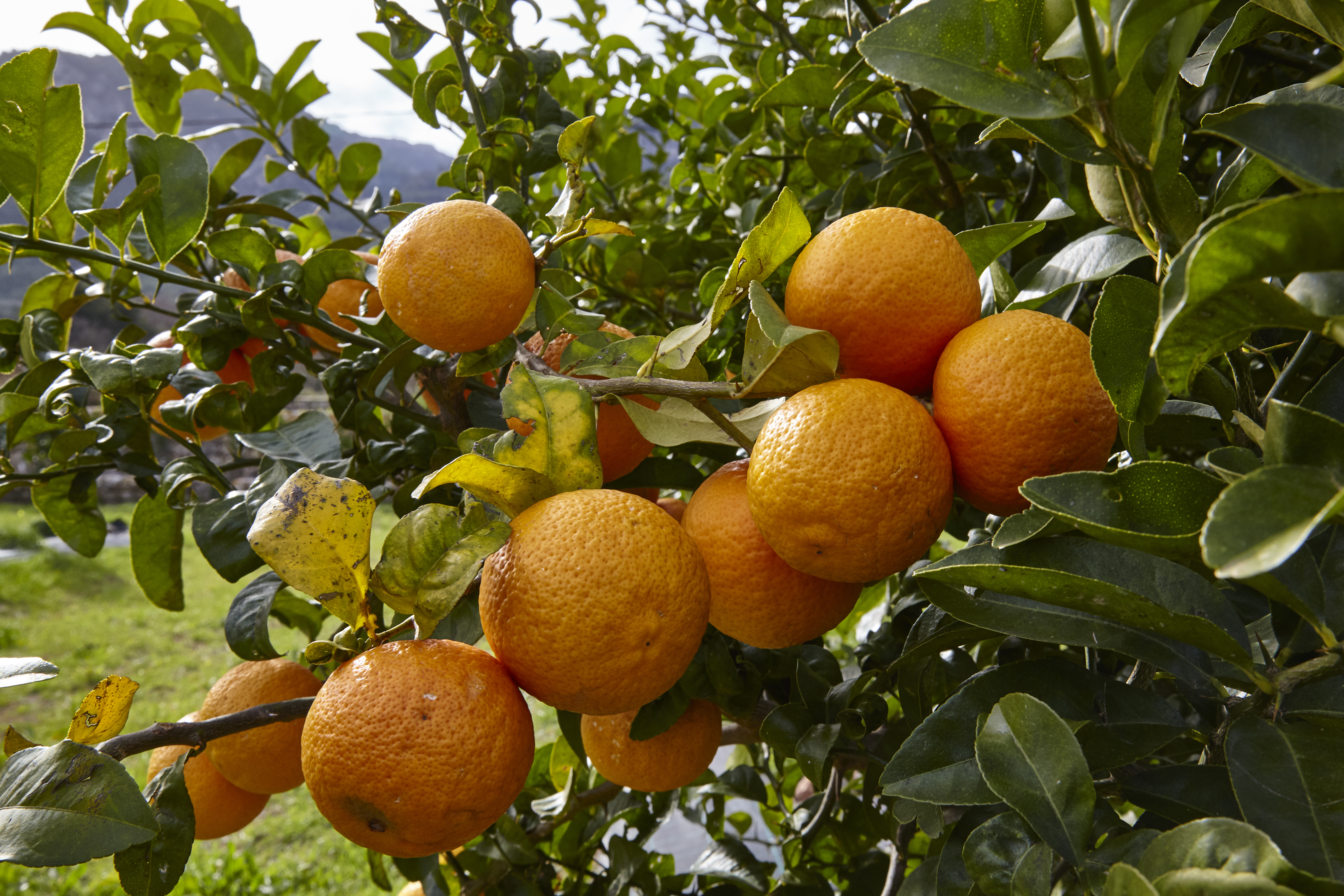 Naranjas amargas